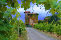 vigneto-piacenza