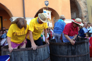 l'emozione della vendemmia