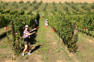 l'emozione della vendemmia