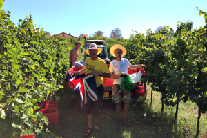 l'emozione della vendemmia