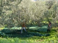 raccolta delle olive