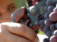 emozione della vendemmia