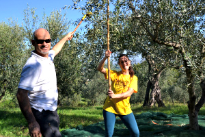 raccolta delle olive