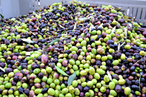 raccolta delle olive