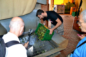 raccolta delle olive