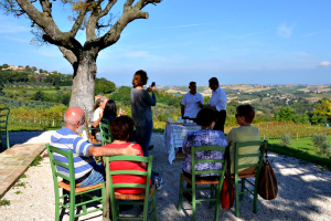 raccolta delle olive